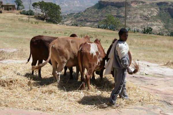 Ethiopian Cowboy