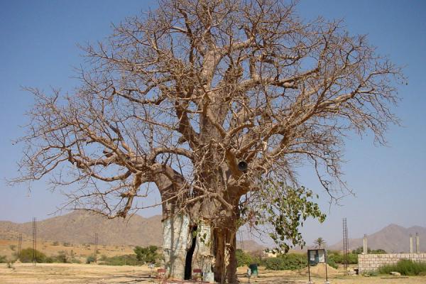 baobab tree information