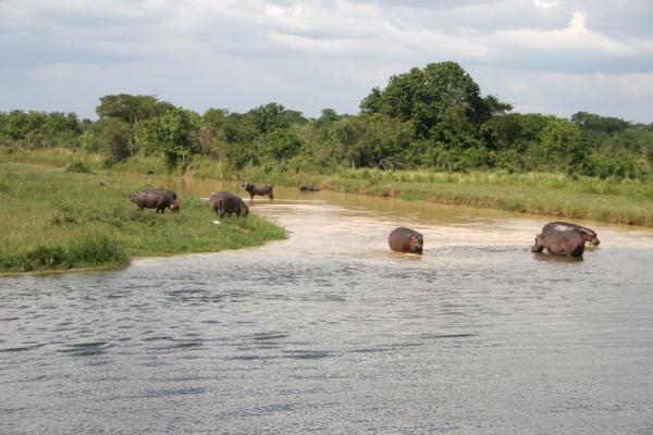 Group Of Buffaloes