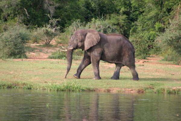 An Elephant Walking