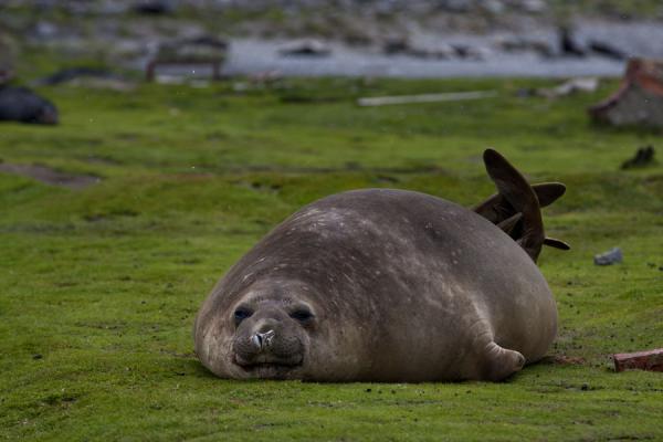 lazy seal