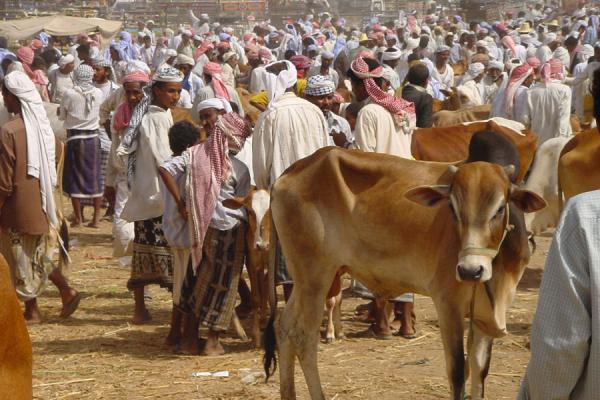 Cow Market