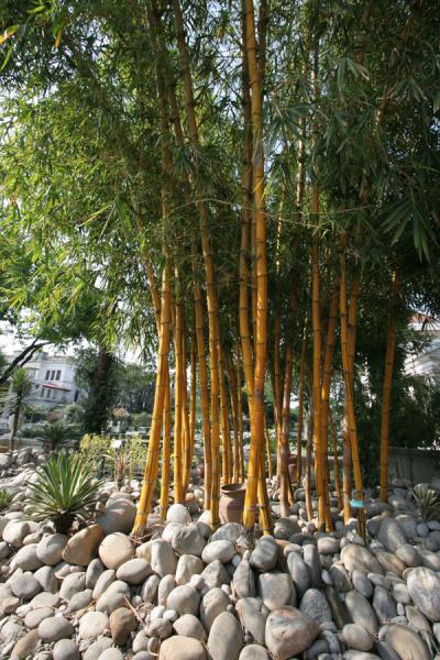 garden bamboo
