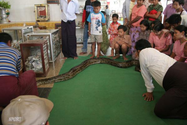 buddha snake