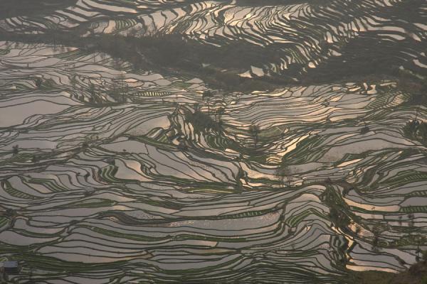 Yuanyang Rice Terraces