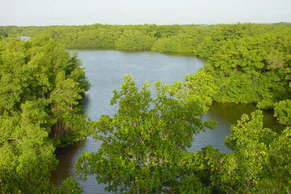 Caroni Swamp Trinidad
