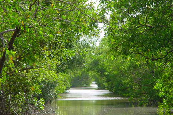 Caroni River Trinidad