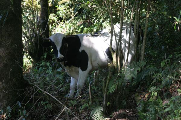 forest cow