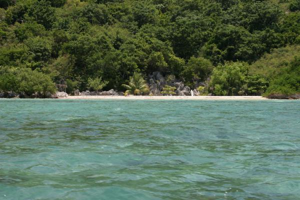 Beach Forest