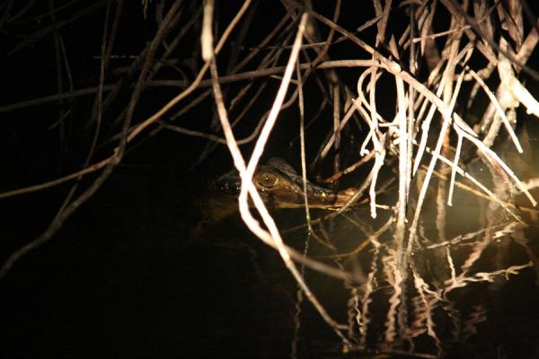 Young Caiman