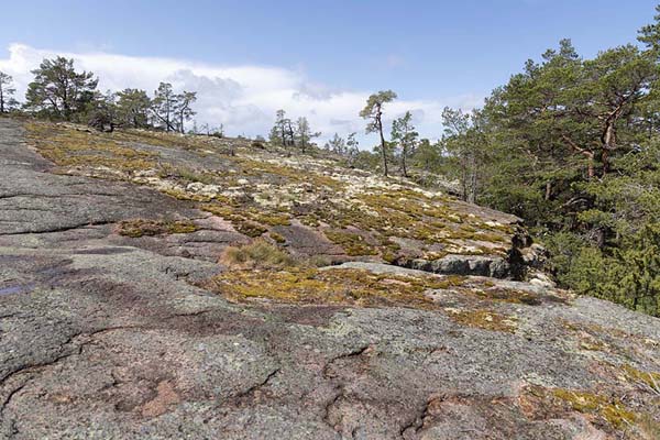 Picture of Grottstigen Cave Trail (Åland Islands): Old rocks with pine trees along Grottstigen trail