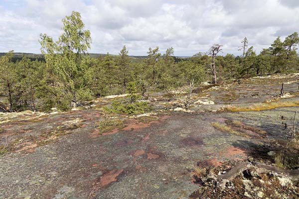 Rocky landscape with pine trees | Grottstigen Cave Trail | Åland Islands