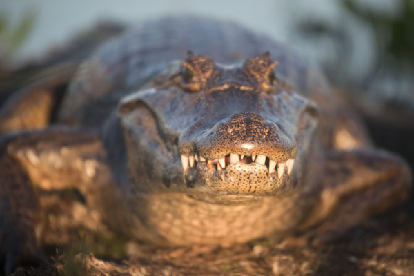 Foto de Late afternoon sunlight on one of the many caimans in the IberÃ¡ wetlandsEsteros del IberÃ¡ - Argentina