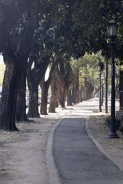 Picture of Cycling path with trees in Rosario