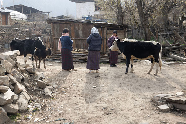Photo de Women in a street of Ura talking next to a cowUra - Bhoutan