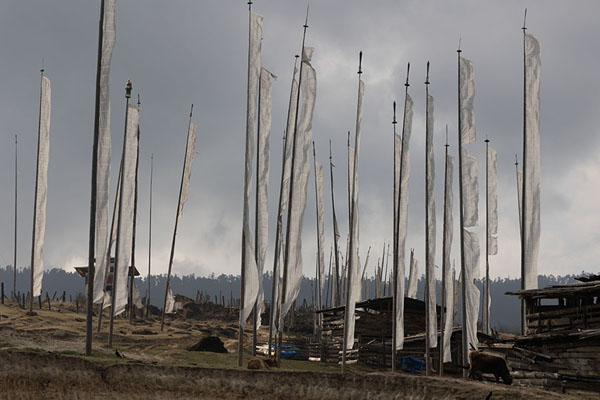 Picture of Tall white prayer flags in Ura villageUra - Bhutan