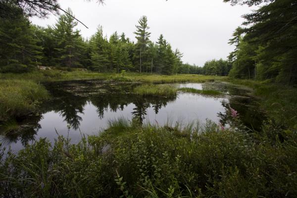 Picture of Beausoleil Island (Canada): Pond on Massasauga trail in the northern part of Beausoleil Island