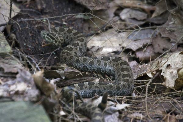 The Eastern Massasauga rattlesnake rattling its tail | Beausoleil Island | Canada