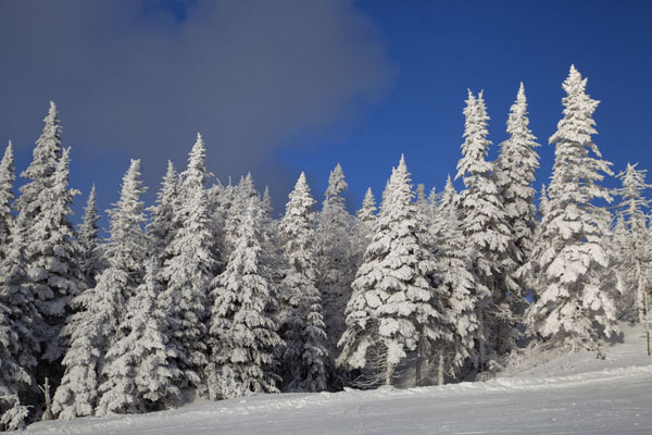 Snow-making cloud above snow-covered trees on Mont Tremblant | Mount Tremblant Skiing | Canada