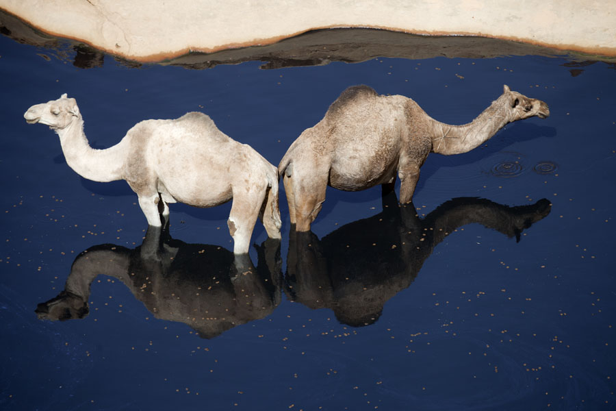 Pair of camels in the water | Guelta d'ArcheÃ¯ | Ciad