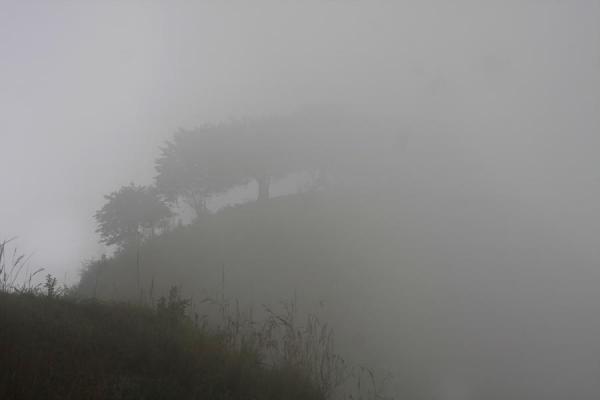 Picture of Alto Aguacate tombs (Colombia): Trees appearing in the morning fog on the way to El Aguacate