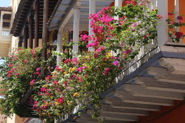 Flowers hanging from balconies are a common sight in Cartagena | Cartagena de Indias | Colombia