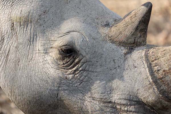 Picture of White rhino in the afternoon sun