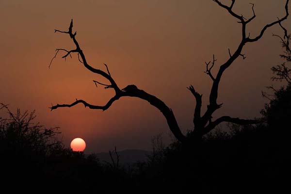 Foto van Sunset behind a dead tree in Mkhaya reserve - Eswatini - Afrika