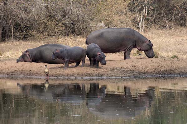 Foto di Family of hippos near a pond in Mkhaya reserveMkhaya - Eswatini