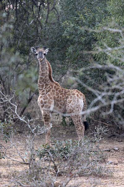 Baby giraffe in Mkhaya reserve | Mkhaya reserve | Eswatini