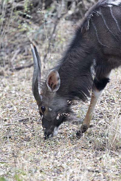 Picture of Male nyala antelope in Mkhaya reserveMkhaya - Eswatini