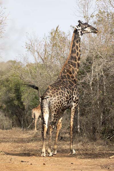 Picture of Mkhaya reserve (Eswatini): Some of the many giraffes we saw in Mkhaya reserve