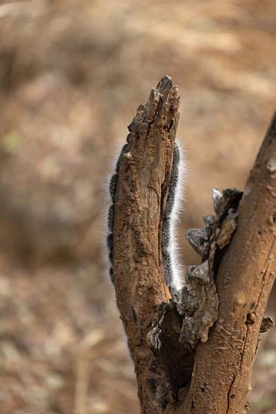 Processionary caterpillar on the stump of a tree | Mkhaya reserve | Eswatini