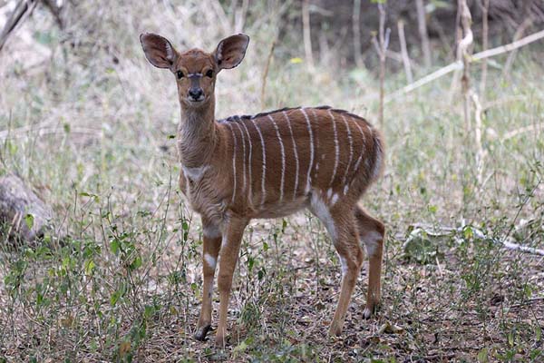 Foto de One of the many nyala antelopes in Mkhaya reserveMkhaya - Eswatini