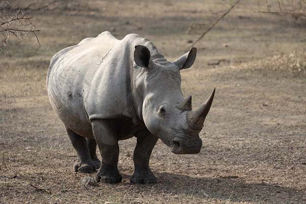 Picture of White rhinoceros in the afternoon in Mkhaya reserve - Eswatini - Africa