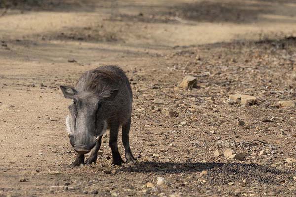 Warthog in Mkhaya reserve | Mkhaya reserve | Eswatini