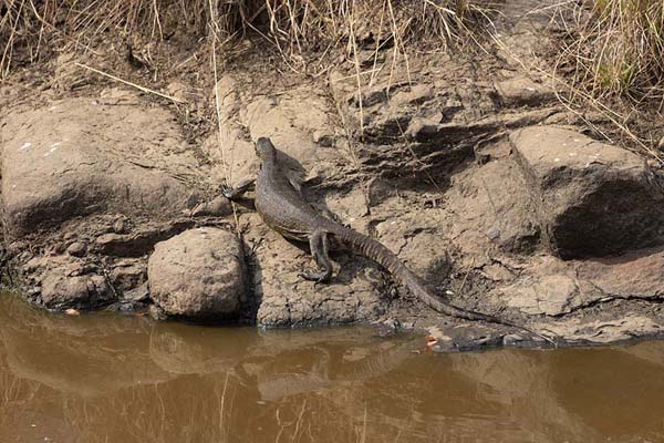 Foto van One of the large lizards in Mkhaya reserve - Eswatini - Afrika