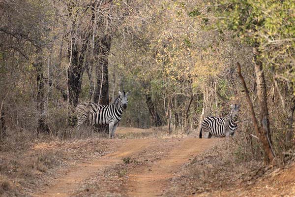 Picture of Zebras on one of the dirt tracks of Mkhaya reserveMkhaya - Eswatini