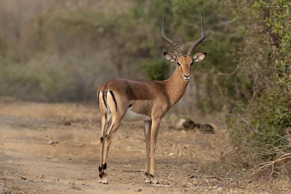 Foto van Impala in the late afternoon sunMkhaya - Eswatini