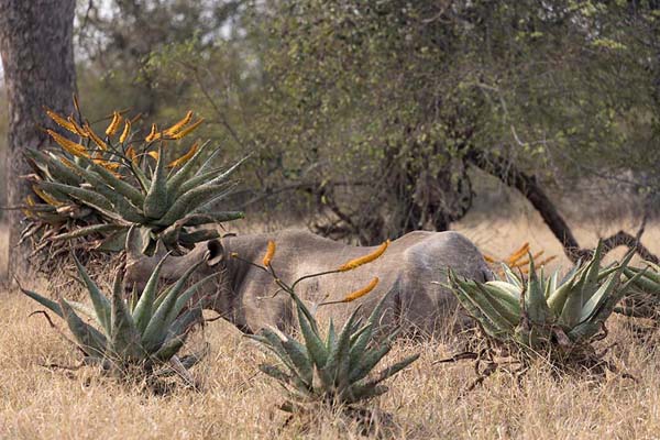 Foto di Black rhino between flowers and grass in Mkhaya reserveMkhaya - Eswatini