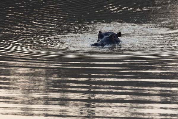 Foto van Hippo at the surface of a pond in Mkhaya reserve - Eswatini - Afrika