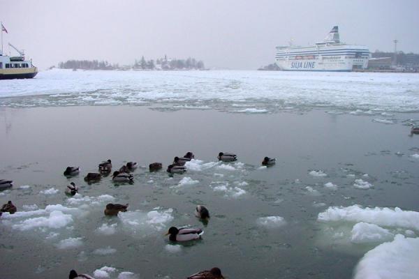 Ducks taking advantage of the open water | Helsinki Harbour Winter | Finland