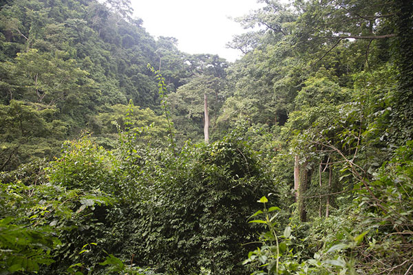 Foto de The dense forest on the hike to Kulugu fallsAvatime - Ghana