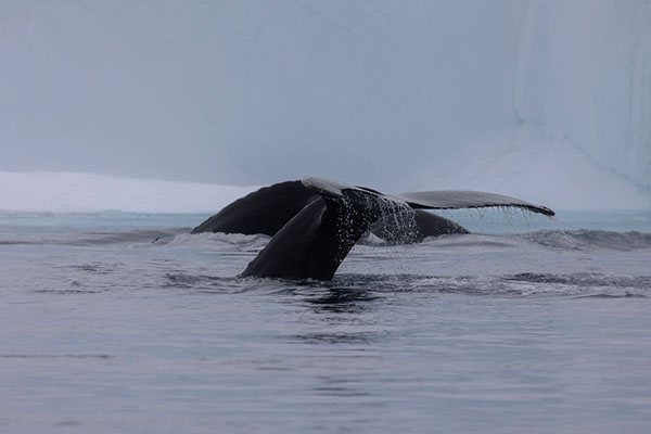 Tails of two humpbacks diving near an iceberg in the icefjord of Ilulissat | Fjord Glacé d'Ilulissat | 