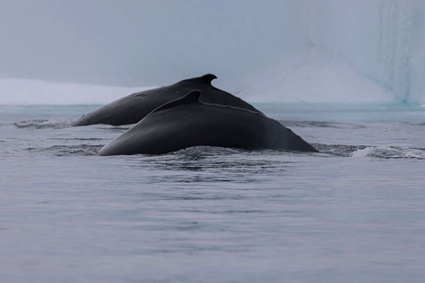 Two humpback whales about to dive in the icefjord of Ilulissat | Fjord Glacé d'Ilulissat | 