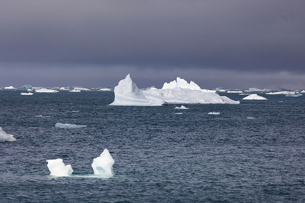 Picture of Nuuk fjord (Greenland): Icebergs in Nuup Kangerlua