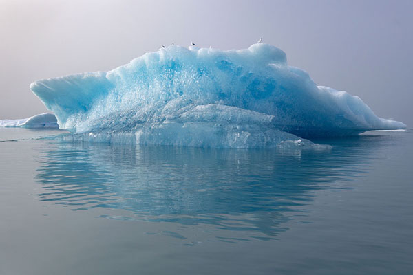 Blue iceberg floating in Qooroq fjord in the fog | Fiordo de Qooroq | 