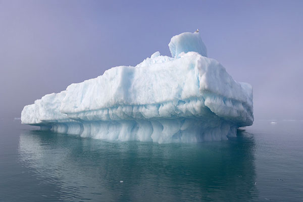 Picture of Iceberg with seagull on top in Qooroq fjord