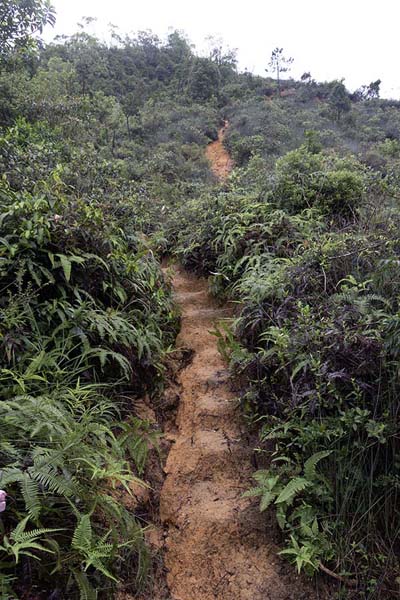 Picture of Trail with vegetation on the northern slopes of Lion RockHong Kong - Hong Kong