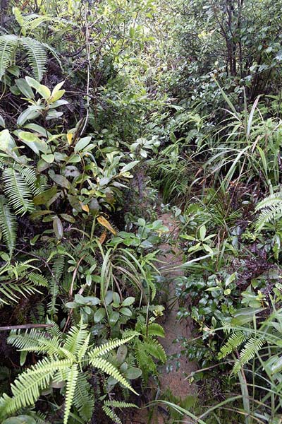 Photo de Vegetation growing over the trail going up Lion RockLion Rock - Hong Kong